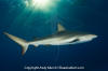 Caribbean Reef Shark