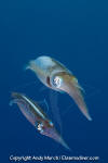 Caribbean Reef Squid 005