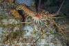 Caribbean Spiny Lobster