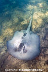 Caribbean Whiptail Stingray