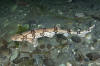 Chain catshark aka chain dogfish