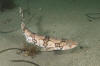 Chain catshark aka chain dogfish