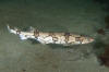 Chain catshark aka chain dogfish