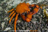 Chilean Kelp Crab