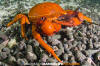 Chilean Kelp Crab