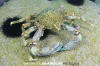 Chilean Kelp Crab