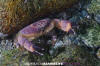 Chilean Mud Crab