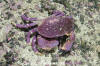 Chilean Stone Crab