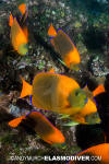 Clarion Angelfish