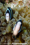 Clark's Anemonefish