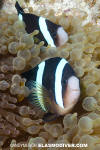 Clark's Anemonefish