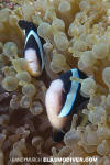 Clark's Anemonefish