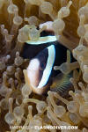 Clark's Anemonefish