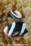 Clark's Anemonefish