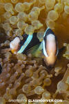 Clark's Anemonefish