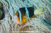 Clark's Anemonefish