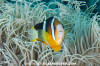 Clark's Anemonefish