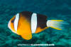 Clark's Anemonefish