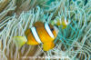 Clark's Anemonefish