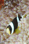 Clark's Anemonefish