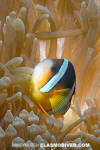 Clark's Anemonefish