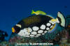 Clown Triggerfish