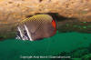 Collared Butterflyfish