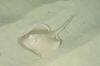 Common Stingaree image