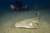Common Angel Shark picture