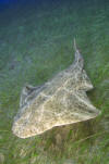 Common Angel Shark