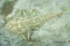 Common Angel Shark picture