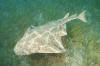 Common Angel Shark pic