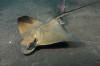 Common Eagle Ray image