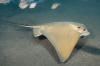 Common Eagle Ray photograph