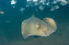 Common Stingray photo