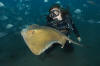 Common Stingray with diver picture