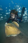 Common Stingray with diver