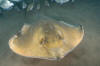 Common stingray picture