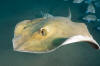 Common Stingray image