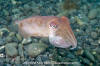 Common Cuttlefish