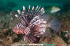 Common Lionfish