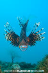 Common Lionfish