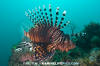 Common Lionfish