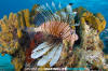 Common Lionfish