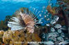 Common Lionfish