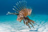 Common Lionfish