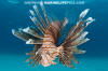 Common Lionfish