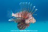 Common Lionfish