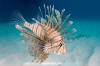 Common Lionfish