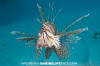 Common Lionfish